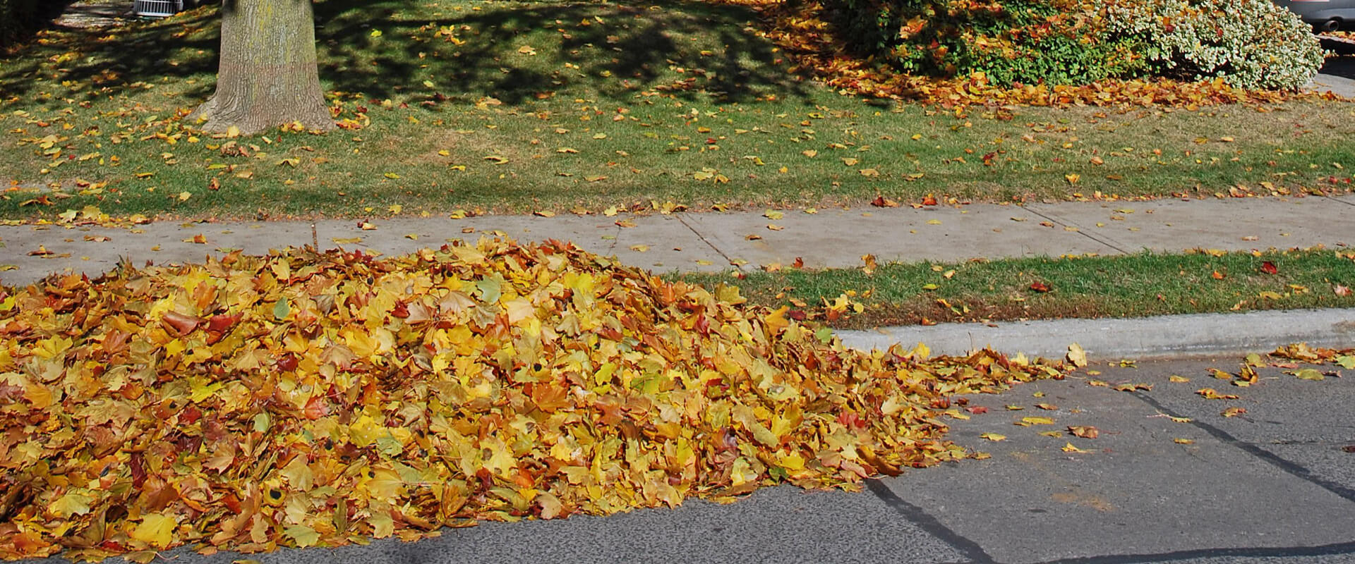 Leaves piled at the curb prepared for our team to come remove them after a yard cleanup service.
