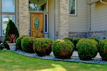 Trimmed round shrubs lining a driveway and walkway of a residential property.